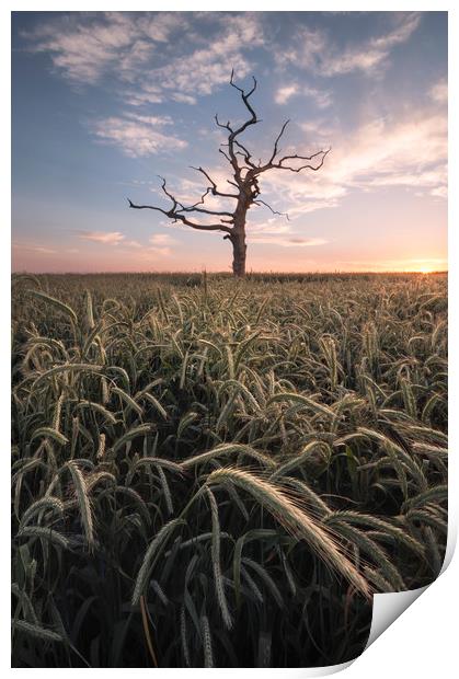 The Lone Tree Print by Chris Frost