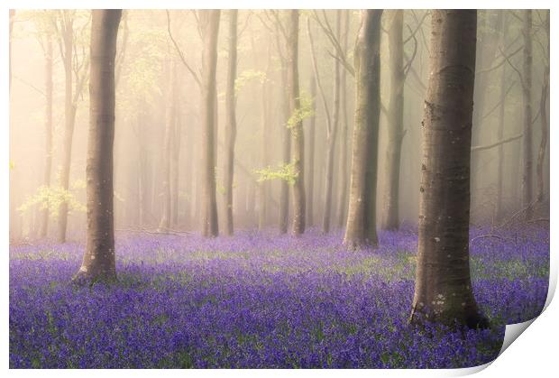 Spring Dawn Print by Chris Frost