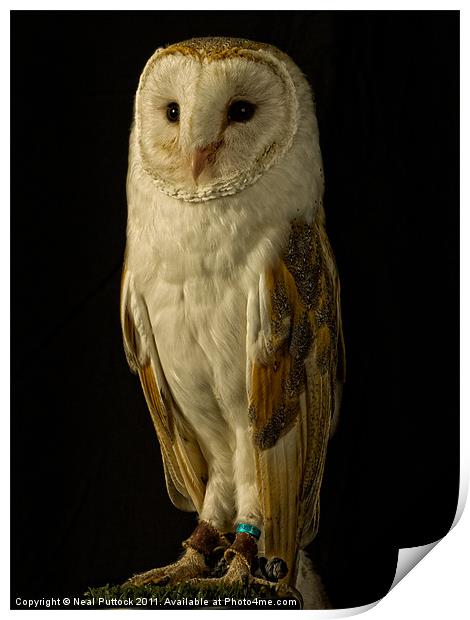 Barn Owl #2 Print by Neal P
