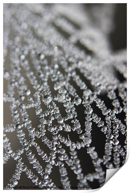 Frozen Spiders Web Print by Neal P