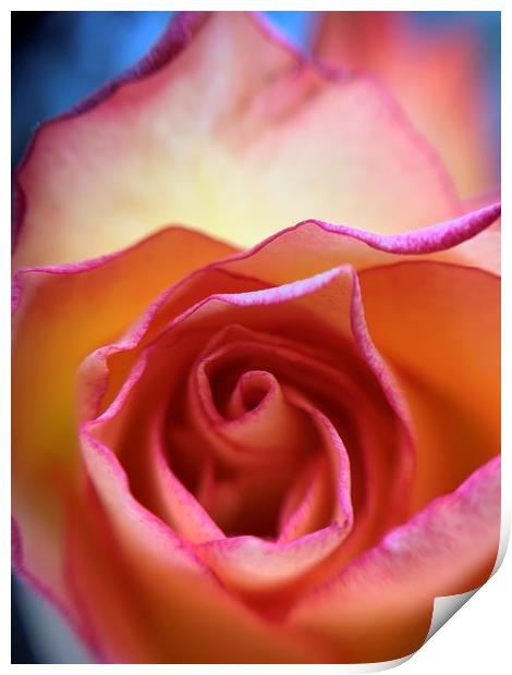 Vibrant Rose Print by Rachael Hood