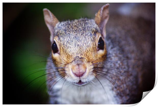 Nosey squirrel  Print by Rachael Hood