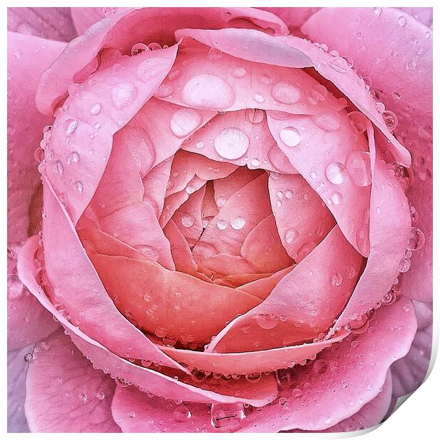 Flower droplets  Print by Rachael Hood