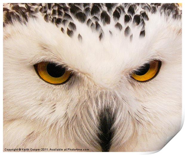 Owl Eyes Print by Keith Cooper