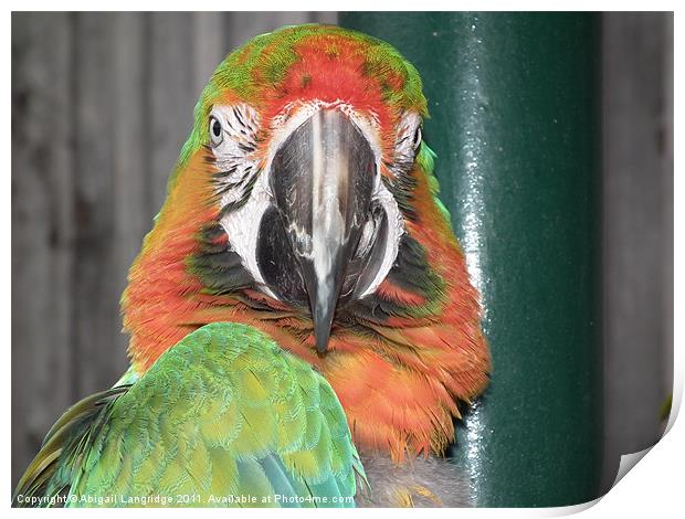 Parrot Print by Abigail Langridge