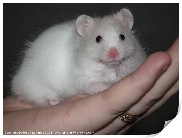 White syrian hamster Print by Abigail Langridge