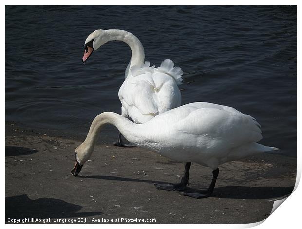 Swans Print by Abigail Langridge