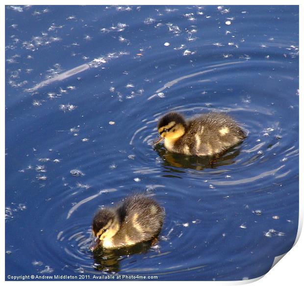 Baby Ducky Print by Andrew Middleton
