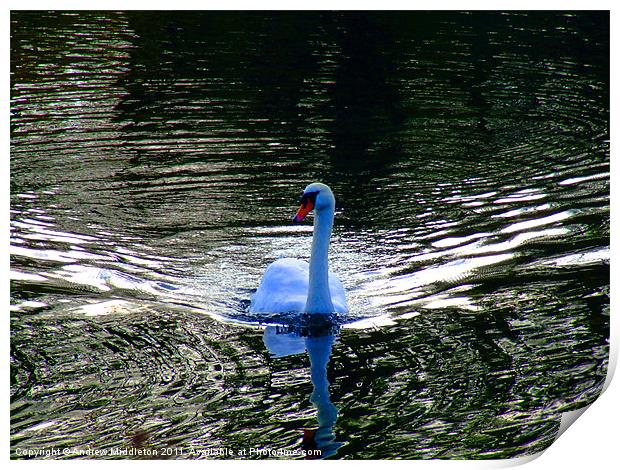 Blue Swan Print by Andrew Middleton