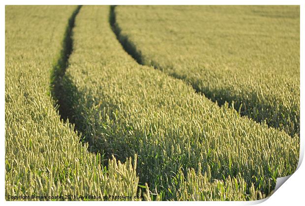 wheat field upper froyle hampshire Print by mark coates