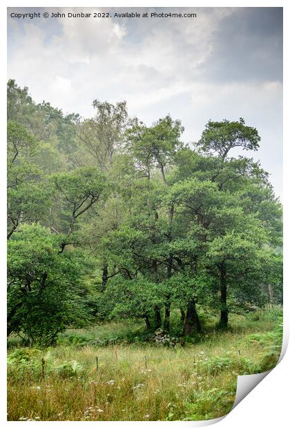 Harry Guards Woods Print by John Dunbar