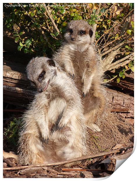 Meerkat Scratch Print by John Dunbar