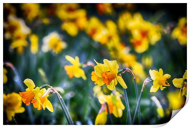 Yellow Daffodils Print by Phil Clements