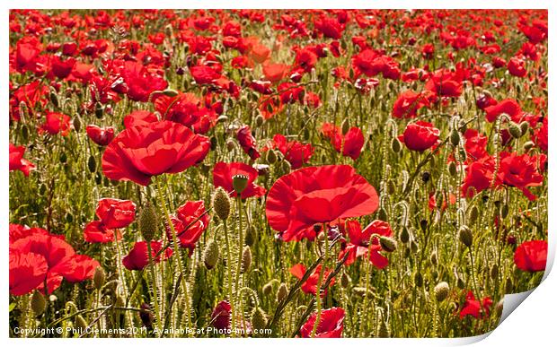 Sussex Poppy Field Print by Phil Clements
