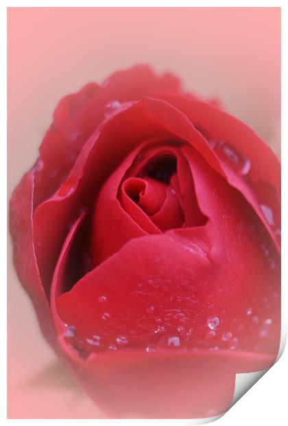 Red Red Rose... Print by Phil Clements