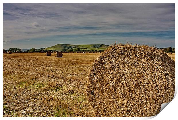 Firle Hay Bales Print by Phil Clements