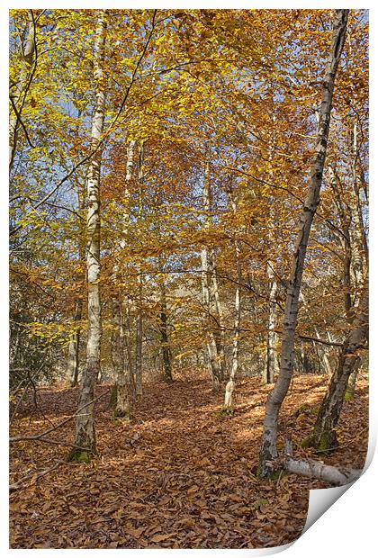 Autumn Gold Print by Phil Clements