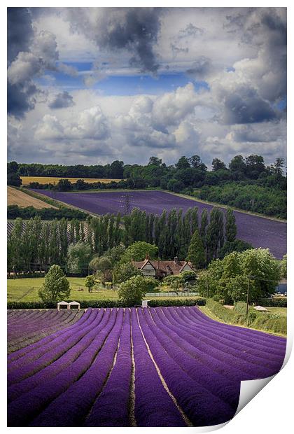 Lavender Field Print by Phil Clements