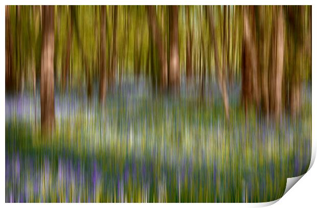  Bluebell Blur Print by Phil Clements