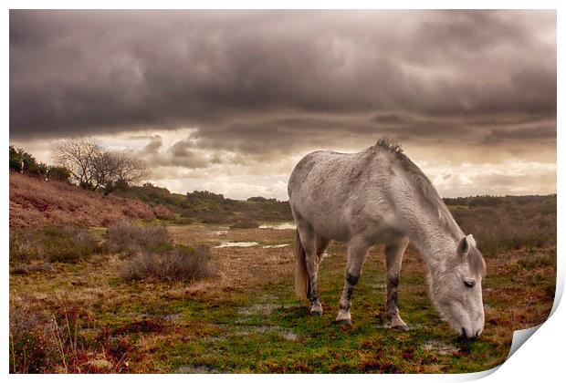 New Forest Pony Print by Phil Clements