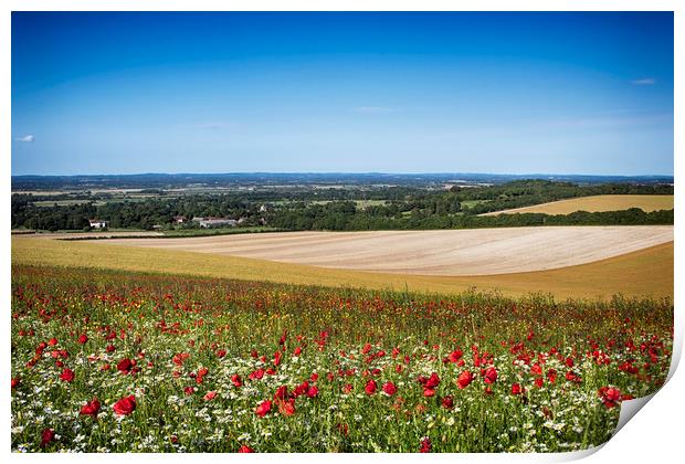 Summer Poppies At Firle Print by Phil Clements