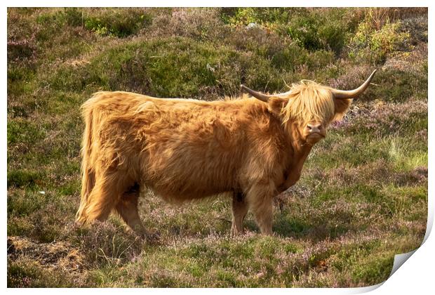 Highland Cow Print by Phil Clements