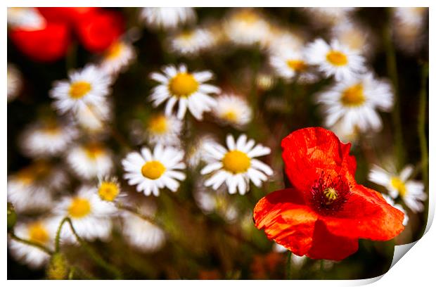 Summer Flowers Print by Phil Clements