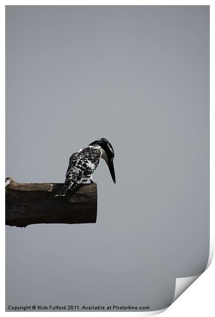 Kingfisher on the lookout Print by Nick Fulford