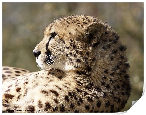 Cheetah Print by Bernie Condon