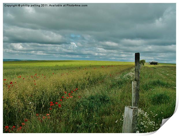 Wild Poppies. Print by camera man