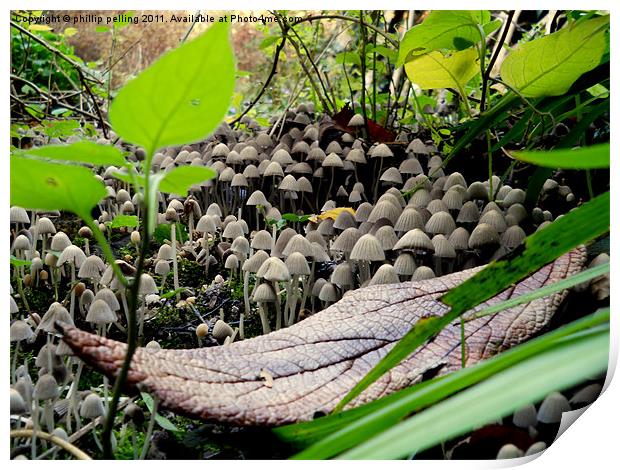 Mushroom Hideout Print by camera man
