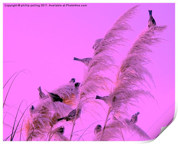 Pampas perch Print by camera man