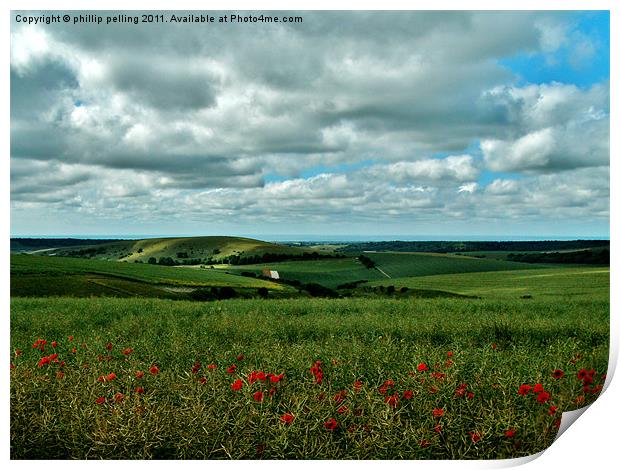 Poppy view. Print by camera man