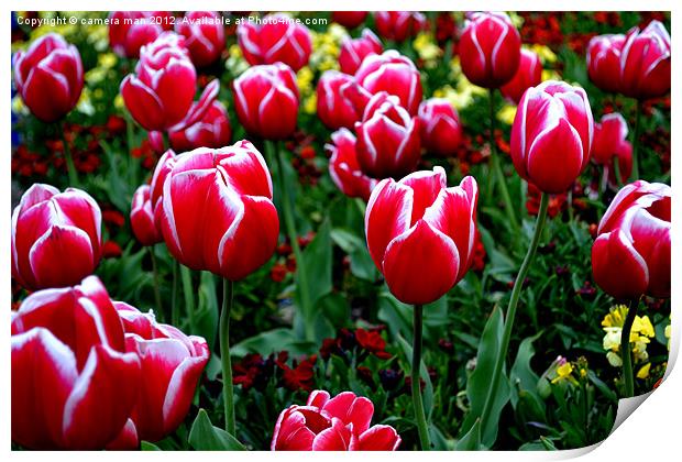 Tulip Garden Print by camera man