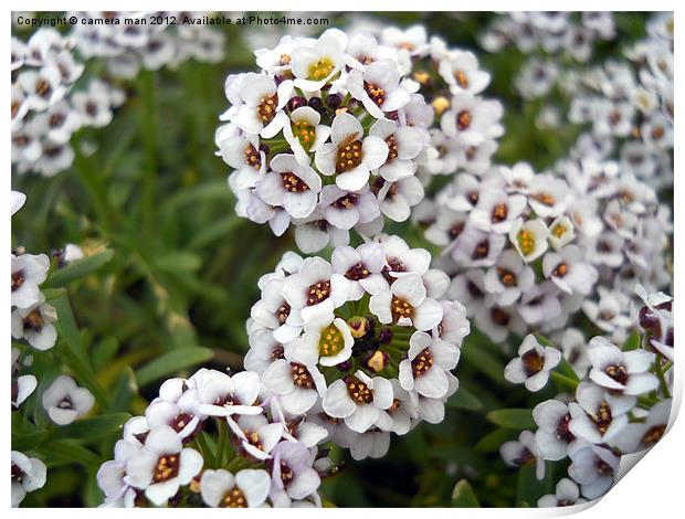 Macro Flora Print by camera man