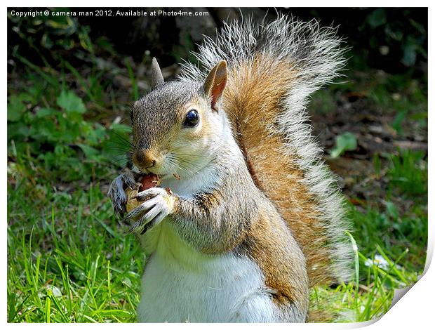 Nutty Squirrel Print by camera man