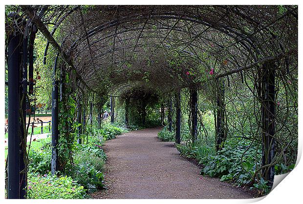 Tranquil path. Print by camera man