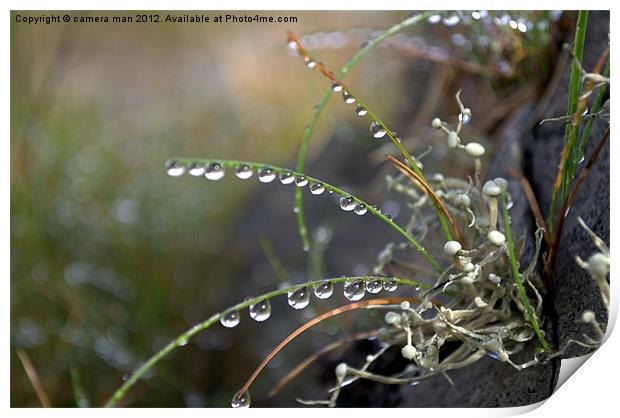 Rain Drops Print by camera man