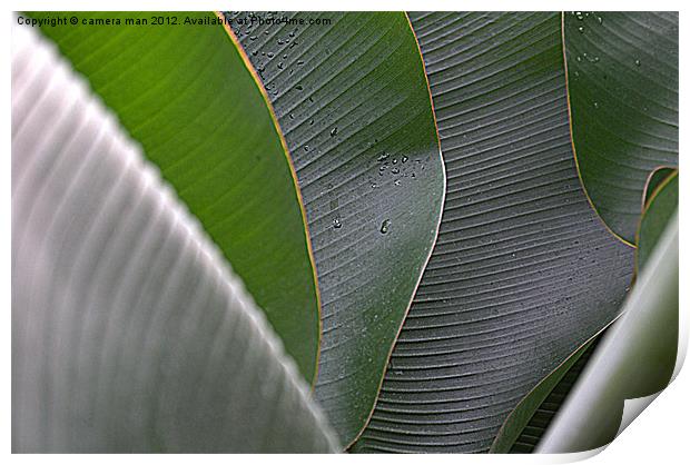 Banana leaf art Print by camera man