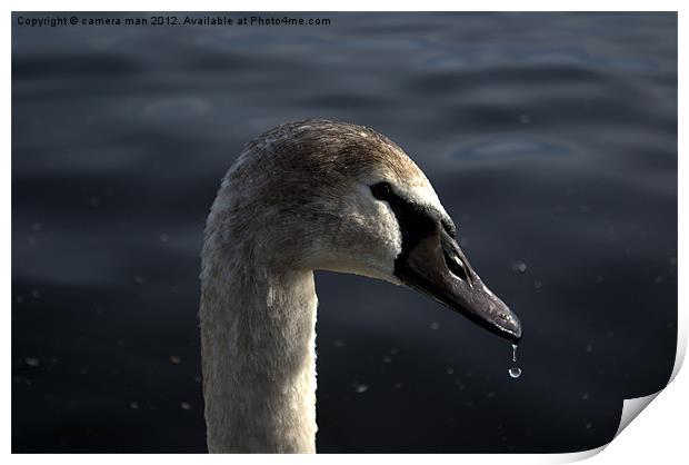 Swan Drop Print by camera man
