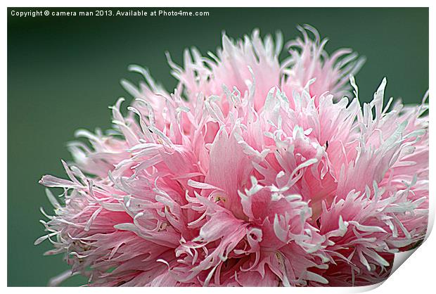 pink explosion Print by camera man