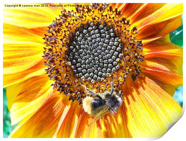 sunny flower Print by camera man