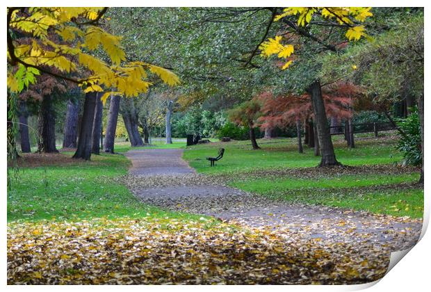 Leaves in the park Print by camera man