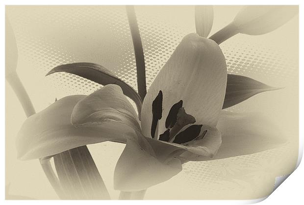 Sepia lilly. Print by paul cowles