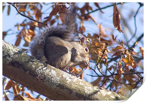 Grey Squirrel Print by Michael Waters Photography