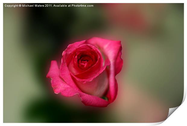 Heavenly Rose Print by Michael Waters Photography