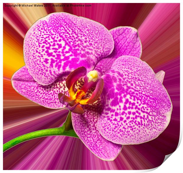 Bright Orchid Print by Michael Waters Photography