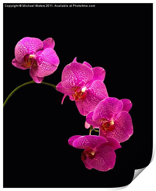 Simply Beautiful Purple Orchids Print by Michael Waters Photography