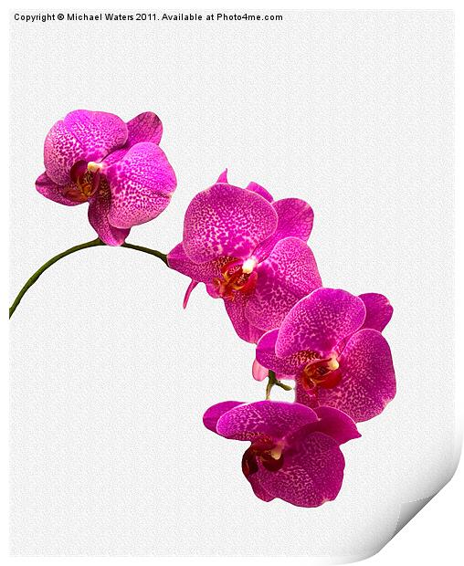 Oodles of Purple Orchids Print by Michael Waters Photography