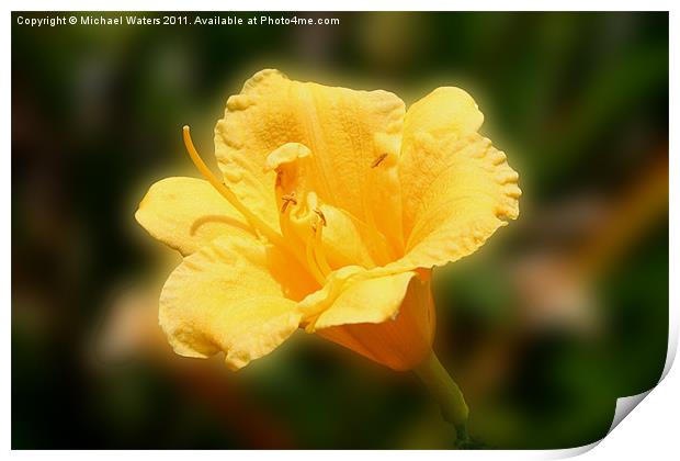 Yellow Day Lily Print by Michael Waters Photography
